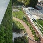 بام سبز چیست؟